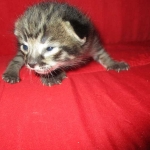 Savannah, F-2B, Brown (black) spotted, Male, DOB 10-18-17