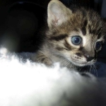 Savannah, F-2B, Brown (black) spotted, Male, DOB 10-18-17