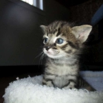 Savannah, F-2B, Brown (black) spotted, Male, DOB 10-18-17