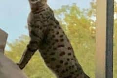 Aviator (Avi) Savannah F-2B Brown(black) spotted Male DOB 5-16-17