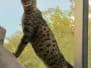 Aviator (Avi) Savannah F-2B Brown(black) spotted Male DOB 5-16-17