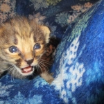 Savannah, F-2B, Male, Brown (black) spotted, DOB 5-16-17