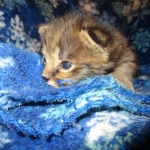 Savannah, F-2B, Male, Brown (black) spotted, DOB 5-16-17