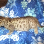 Savannah, F-2B, Male, Brown (black) spotted, DOB 5-16-17