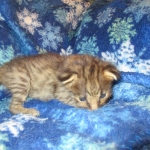 Savannah, F-2B, Male, Brown (black) spotted, DOB 5-16-17