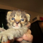 Savannah, F-2B, Male, Brown (black) spotted, DOB 5-16-17