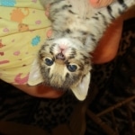 Savannah, F-2B, Male, Brown (black) spotted, DOB 5-16-17