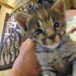 Savannah, F-2B, Male, Brown (black) spotted, DOB 5-16-17