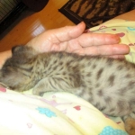 Savannah, F-2B, Male, Brown (black) spotted, DOB 5-16-17