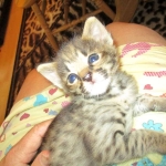 Savannah, F-2B, Male, Brown (black) spotted, DOB 5-16-17