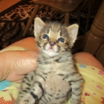 Savannah, F-2B, Male, Brown (black) spotted, DOB 5-16-17