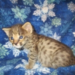Savannah, F-2B, Male, Brown (black) spotted, DOB 5-16-17