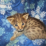 Savannah, F-2B, Male, Brown (black) spotted, DOB 5-16-17