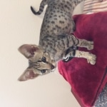 Avi Savannah, F-2B, Male, Brown (black) spotted, DOB 5-16-17