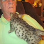 Savannah, F-2B, Male, Brown (black) spotted, DOB 5-16-17