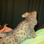 Savannah, F-2B, Male, Brown (black) spotted, DOB 5-16-17