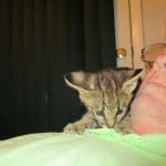 Savannah, F-2B, Male, Brown (black) spotted, DOB 5-16-17