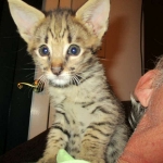 Savannah, F-2B, Male, Brown (black) spotted, DOB 5-16-17