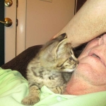 Savannah, F-2B, Male, Brown (black) spotted, DOB 5-16-17