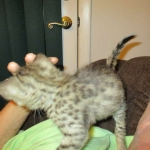Savannah, F-2B, Male, Brown (black) spotted, DOB 5-16-17