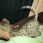 Savannah, F-2B, Male, Brown (black) spotted, DOB 5-16-17