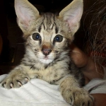 Savannah, F-2B, Male, Brown (black) spotted, DOB 5-16-17