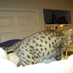 Avi Savannah, F-2B, Male, Brown (black) spotted, DOB 5-16-17