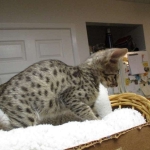 Avi Savannah, F-2B, Male, Brown (black) spotted, DOB 5-16-17