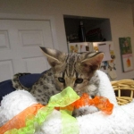 Avi Savannah, F-2B, Male, Brown (black) spotted, DOB 5-16-17