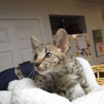 Avi Savannah, F-2B, Male, Brown (black) spotted, DOB 5-16-17
