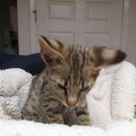 Avi Savannah, F-2B, Male, Brown (black) spotted, DOB 5-16-17