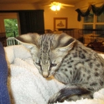 Avi Savannah, F-2B, Male, Brown (black) spotted, DOB 5-16-17