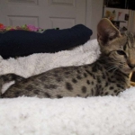 Avi Savannah, F-2B, Male, Brown (black) spotted, DOB 5-16-17