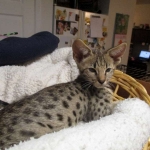 Avi Savannah, F-2B, Male, Brown (black) spotted, DOB 5-16-17