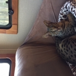 Avi Savannah, F-2B, Male, Brown (black) spotted, DOB 5-16-17