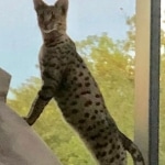 Avi Savannah, F-2B, Male, Brown (black) spotted, DOB 5-16-17