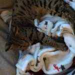 Avi Savannah, F-2B, Male, Brown (black) spotted, DOB 5-16-17