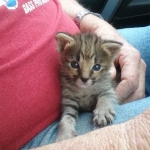 Avi Savannah, F-2B, Male, Brown (black) spotted, DOB 5-16-17
