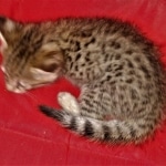 Savannah, F-2B, BST, Female, Elaina, DOB 6-2-19