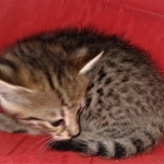 Savannah, F-2B, BST, Female, Elaina, DOB 6-2-19