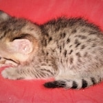 ISavannah, F-2B, BST, Female, Elaina, DOB 6-2-19