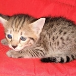 Savannah, F-2B, BST, Female, Elaina, DOB 6-2-19