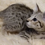 Savannah, F-2B, BST, Female, Elaina, DOB 6-2-19