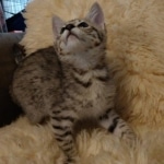 Savannah, F-2B, BST, Female, Elaina, DOB 6-2-19