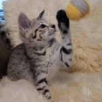 Savannah, F-2B, BST, Female, Elaina, DOB 6-2-19