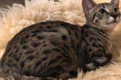 Savannah, F-2B, BST Female, Rosa, DOB 6-2-19