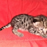 Savannah, F-2B, BST, Female, Rosa, DOB 6-2-19