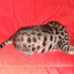 Savannah, F-2B, BST, Female, Rosa, DOB 6-2-19