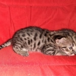 Savannah, F-2B, BST, Female, Rosa, DOB 6-2-19