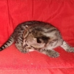 Savannah, F-2B, BST, Female, Rosa, DOB 6-2-19